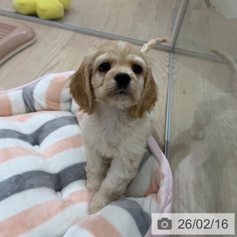 アメリカン・コッカー・スパニエルの写真