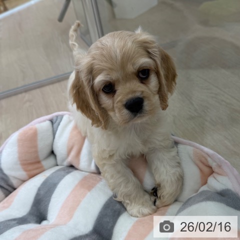 アメリカン・コッカー・スパニエルの写真