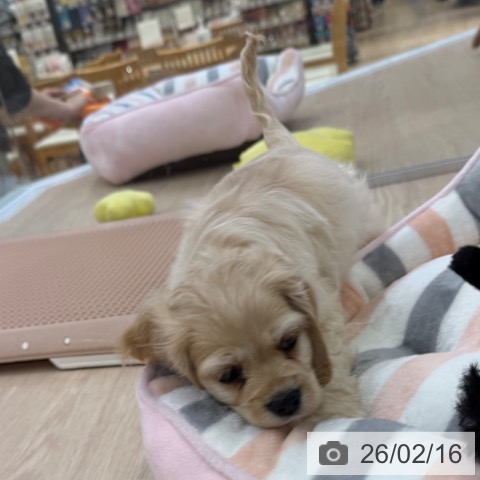 アメリカン・コッカー・スパニエルの写真