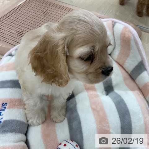 愛知県のアメリカンコッカースパニエル (ペットプラス ナゴヤドーム前店/2025年12月13日生まれ/男の子/バフ)の子犬の4枚目の画像