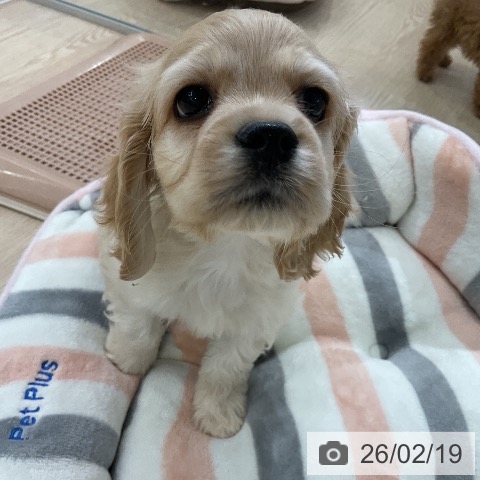 愛知県のアメリカンコッカースパニエル (ペットプラス ナゴヤドーム前店/2025年12月13日生まれ/男の子/バフ)の子犬の3枚目の画像