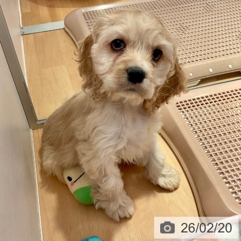 愛知県のアメリカンコッカースパニエル (ペットプラス 名古屋茶屋店/2025年12月13日生まれ/女の子/バフ)の子犬の4枚目の画像