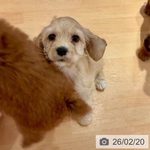 愛知県のアメリカンコッカースパニエル (ペットプラス 名古屋茶屋店/2025年12月13日生まれ/女の子/バフ)の子犬の3枚目の画像