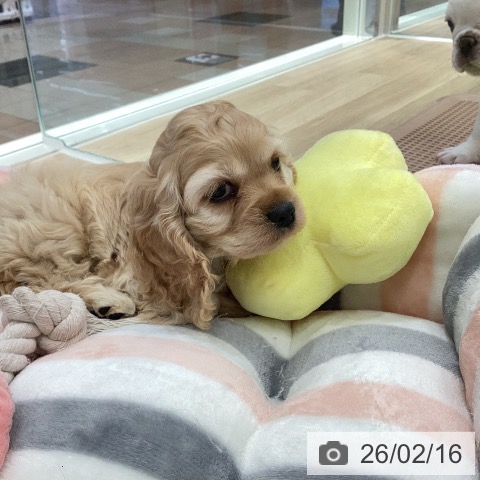 アメリカン・コッカー・スパニエルの写真