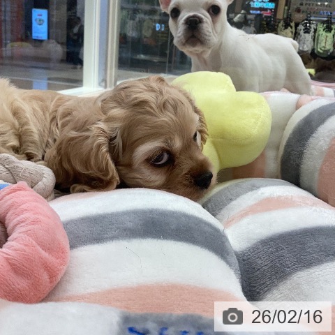 アメリカン・コッカー・スパニエルの写真