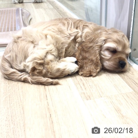 岐阜県のアメリカンコッカースパニエル (ペットプラス 各務原店/2025年12月13日生まれ/女の子/バフ)の子犬の3枚目の画像