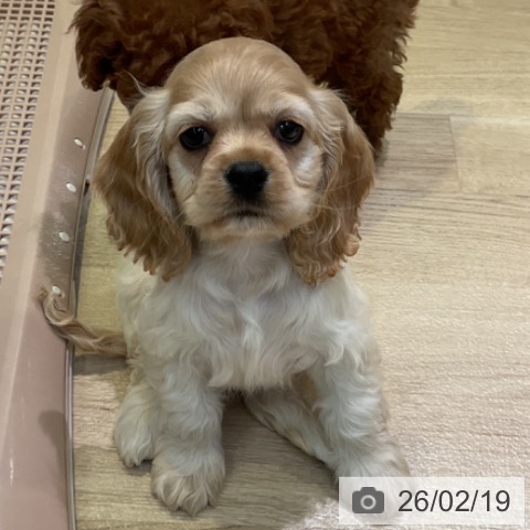 アメリカン・コッカー・スパニエルの写真