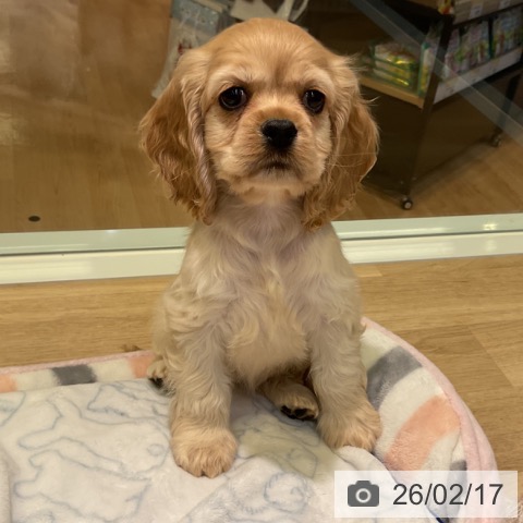 アメリカン・コッカー・スパニエルの写真