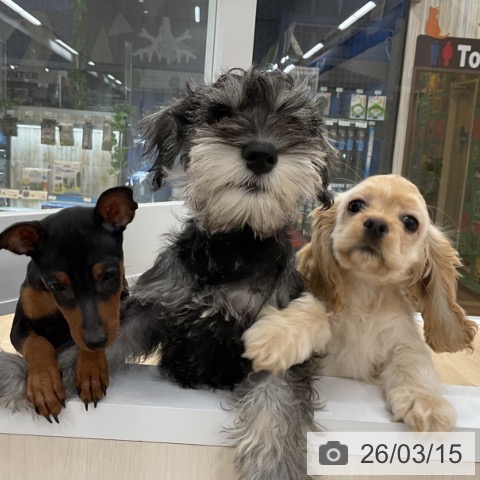 愛知県のアメリカンコッカースパニエル (ペットプラス 豊橋牧野店/2025年12月13日生まれ/女の子/バフ)の子犬の4枚目の画像