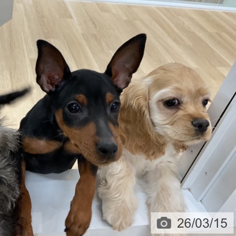 愛知県のアメリカンコッカースパニエル (ペットプラス 豊橋牧野店/2025年12月13日生まれ/女の子/バフ)の子犬の3枚目の画像