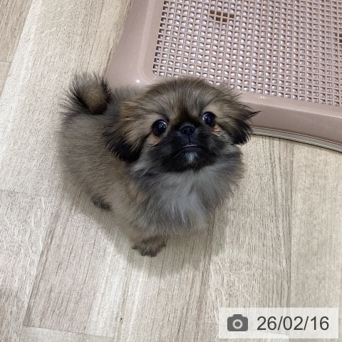 ペキニーズの写真