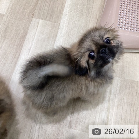 ペキニーズの写真