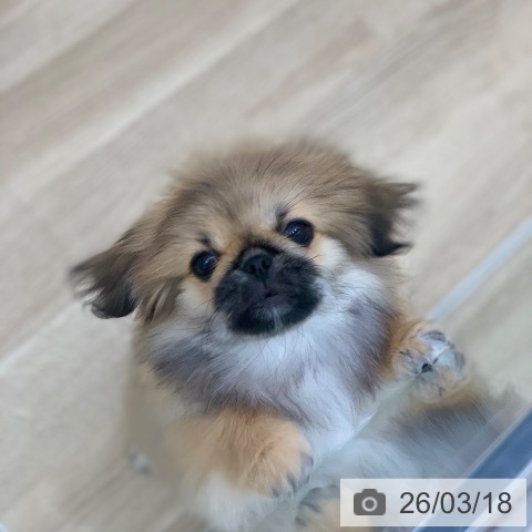 岐阜県のペキニーズ (ペットプラス 光ケ丘店/2025年12月14日生まれ/女の子/フォーン)の子犬の4枚目の画像