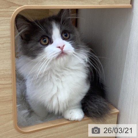 岐阜県のミヌエット (ペットプラス 光ケ丘店/2025年12月2日生まれ/男の子/ブルーホワイト)の子猫の3枚目の画像