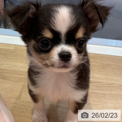 愛知県のチワワ(ロング) (ペットプラス 岡崎店/2025年12月15日生まれ/男の子/ブラックタンホワイト)の子犬の4枚目の画像