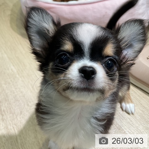 愛知県のチワワ(ロング) (ペットプラス 岡崎店/2025年12月15日生まれ/男の子/ブラックタンホワイト)の子犬の4枚目の画像