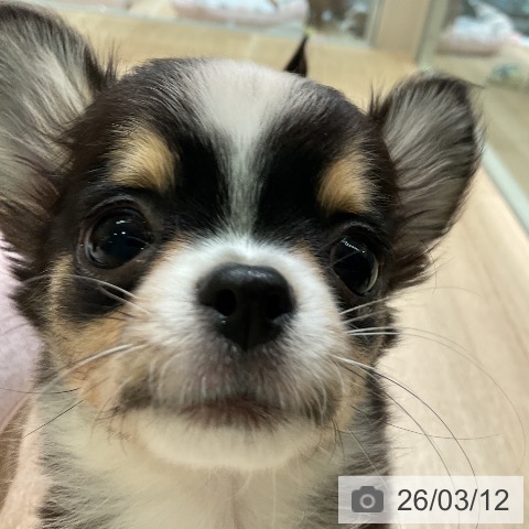 愛知県のチワワ(ロング) (ペットプラス イオンモール豊川店/2025年12月15日生まれ/男の子/ブラックタンホワイト)の子犬の3枚目の画像