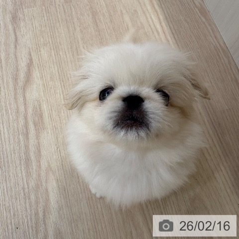 ペキニーズの写真