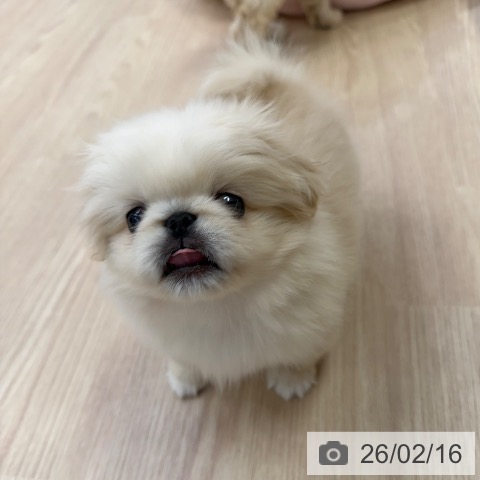 ペキニーズの写真