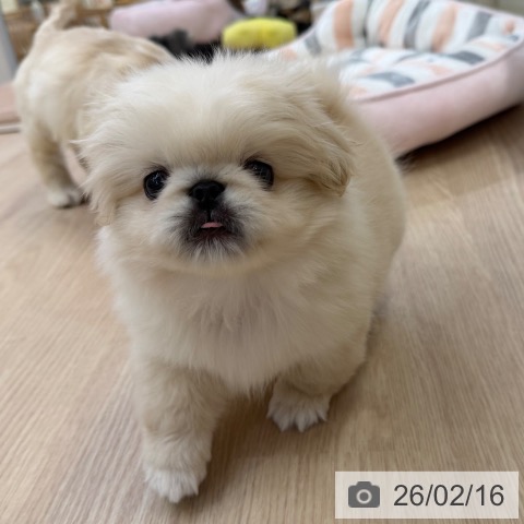 ペキニーズの写真