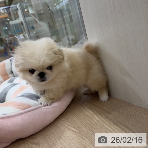 愛知県のペキニーズ (ペットプラス ナゴヤドーム前店/2025年12月14日生まれ/男の子/クリーム)の子犬の4枚目の画像