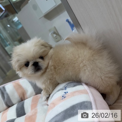 愛知県のペキニーズ (ペットプラス ナゴヤドーム前店/2025年12月14日生まれ/男の子/クリーム)の子犬の3枚目の画像