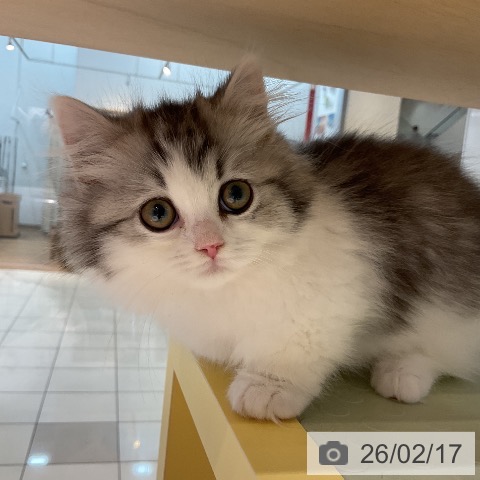 ミヌエットの写真