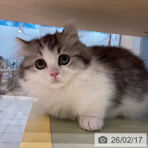 ミヌエットの写真