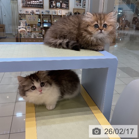 ミヌエットの写真