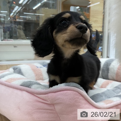 愛知県のミニチュアダックスフンド(ロング) (ペットプラス 豊橋牧野店/2025年12月18日生まれ/女の子/ブラックイエロー)の子犬の4枚目の画像