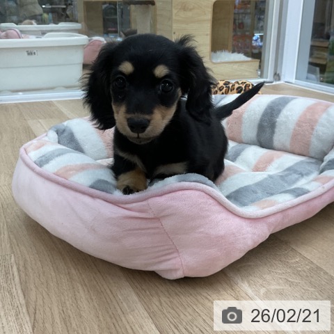 愛知県のミニチュアダックスフンド(ロング) (ペットプラス 豊橋牧野店/2025年12月18日生まれ/女の子/ブラックイエロー)の子犬の3枚目の画像