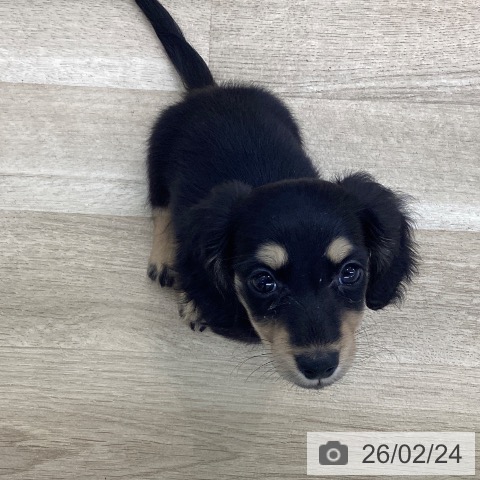 愛知県のミニチュアダックスフンド(ロング) (ペットプラス 豊橋牧野店/2025年12月18日生まれ/女の子/ブラックイエロー)の子犬の3枚目の画像