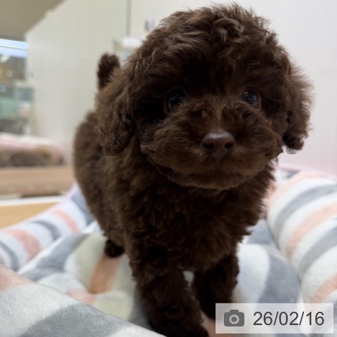 トイ・プードルの写真