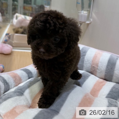 トイ・プードルの写真