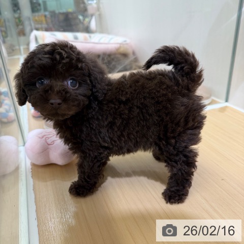 トイ・プードルの写真