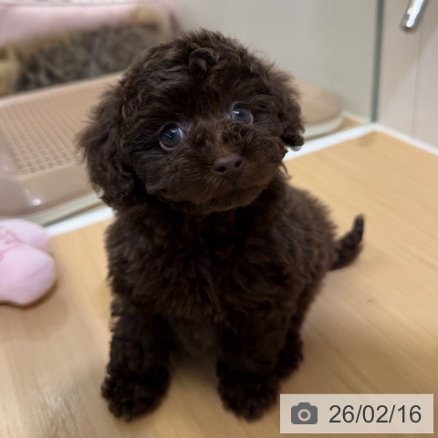 トイ・プードルの写真