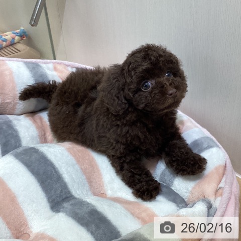 トイ・プードルの写真