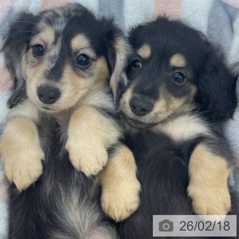 富山県のミニチュアダックスフンド(ロング) (ペットプラス 高岡店/2025年12月18日生まれ/男の子/ブラックイエロー)の子犬の4枚目の画像