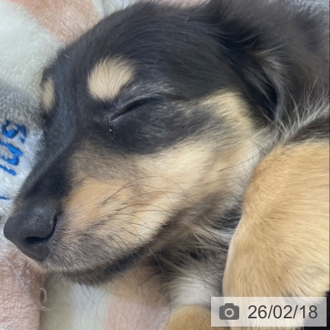 富山県のミニチュアダックスフンド(ロング) (ペットプラス 高岡店/2025年12月18日生まれ/男の子/ブラックイエロー)の子犬の3枚目の画像