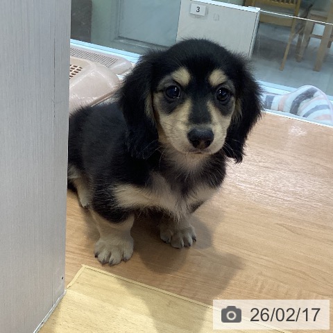 愛知県のミニチュアダックスフンド(ロング) (ペットプラス 三好店/2025年12月18日生まれ/男の子/ブラックイエロー)の子犬の4枚目の画像