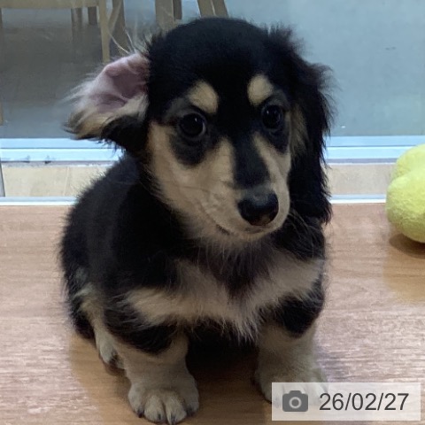 愛知県のミニチュアダックスフンド(ロング) (ペットプラス 三好店/2025年12月18日生まれ/男の子/ブラックイエロー)の子犬の4枚目の画像