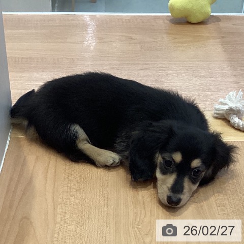 愛知県のミニチュアダックスフンド(ロング) (ペットプラス 三好店/2025年12月18日生まれ/男の子/ブラックイエロー)の子犬の3枚目の画像