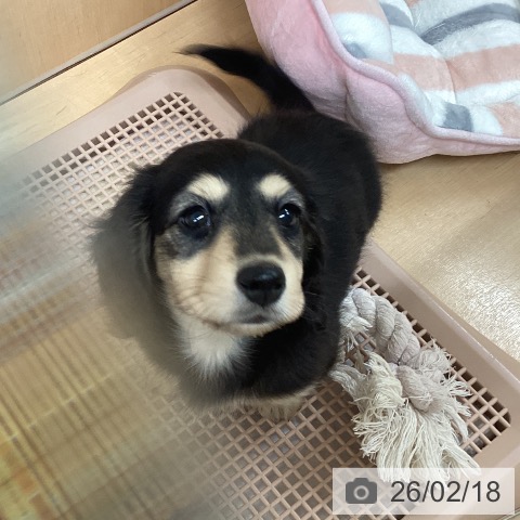 ミニチュア・ダックスフンドの写真