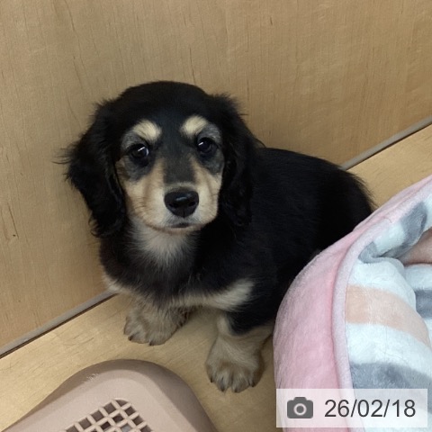 ミニチュア・ダックスフンドの写真