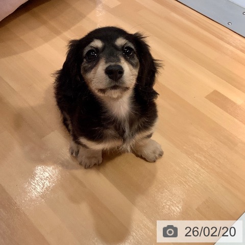 愛知県のミニチュアダックスフンド(ロング) (ペットプラス 名古屋茶屋店/2025年12月18日生まれ/女の子/ブラックイエロー)の子犬の4枚目の画像