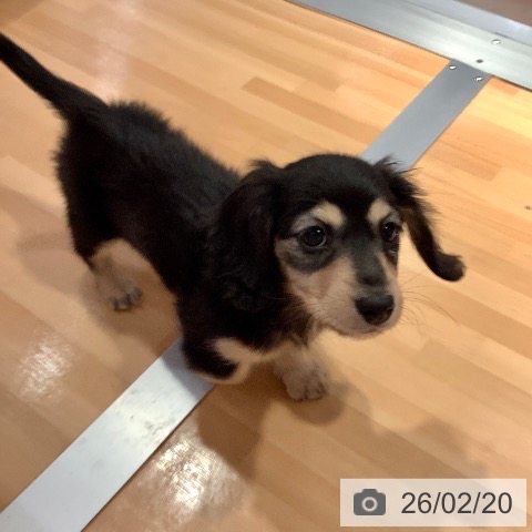 愛知県のミニチュアダックスフンド(ロング) (ペットプラス 名古屋茶屋店/2025年12月18日生まれ/女の子/ブラックイエロー)の子犬の3枚目の画像