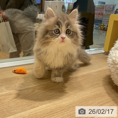 サイベリアンの写真