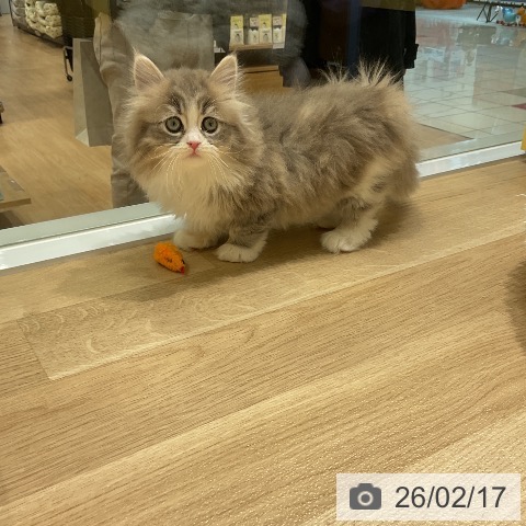 サイベリアンの写真