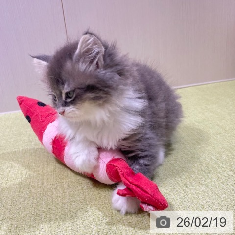 富山県のサイベリアン (ペットプラス 高岡店/2025年12月18日生まれ/男の子/ブルータビーホワイト)の子猫の4枚目の画像