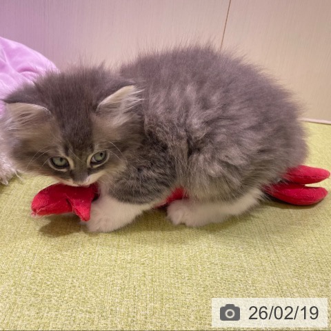 富山県のサイベリアン (ペットプラス 高岡店/2025年12月18日生まれ/男の子/ブルータビーホワイト)の子猫の3枚目の画像